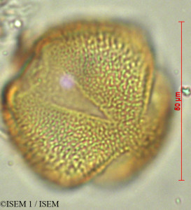 ISEM 1/Gentianella_foliosa_28092/Gentianella_foliosa_28092_0001(copy)_thumb.jpg